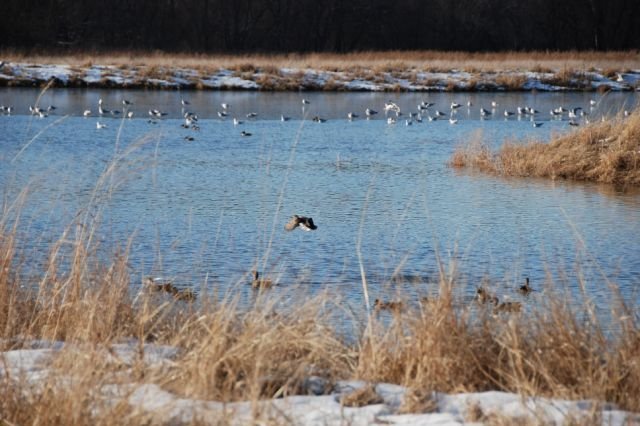 Ducks Flying Over the Wetlands